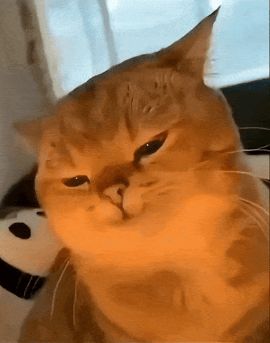 Meme Cat